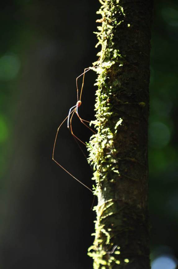 Aranha sobe em galho de árvore, no Parque Nacional Corcovado, na Península de Osa, no sul da Costa Rica
